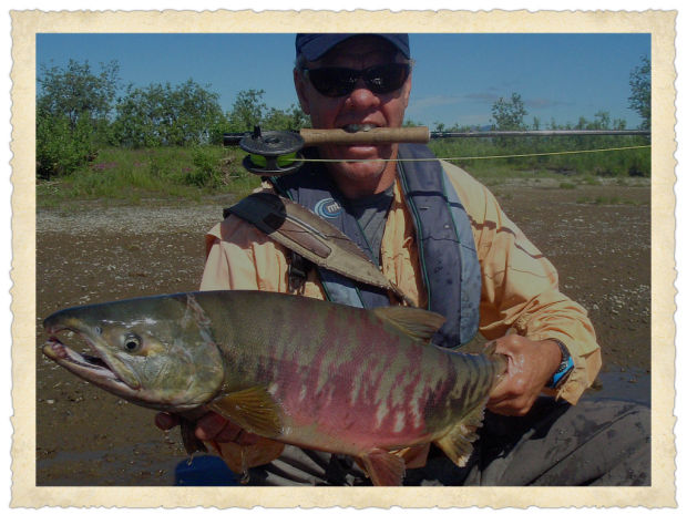 Chum salmon Alaska